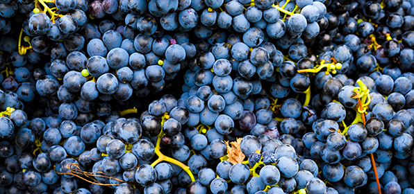 vendemmia